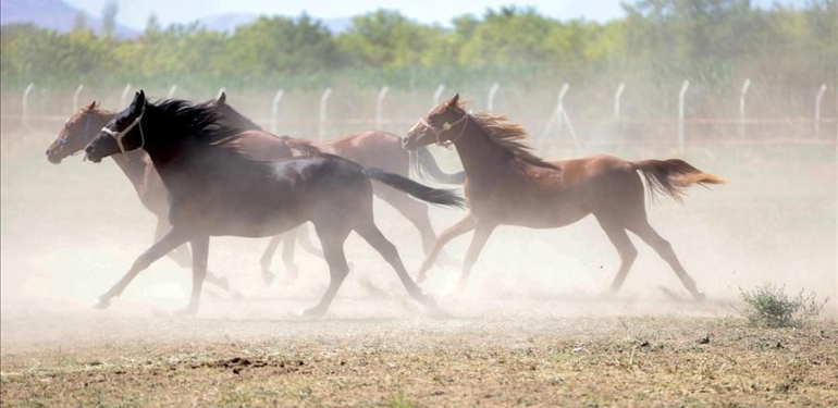 TİGEM, “Değeri 100 milyon lira olan yarış atları kayıp” iddiasını yalanladı