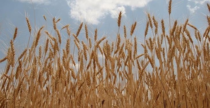 TMO lisanslı depolardaki buğdayı günlük satışa açıyor