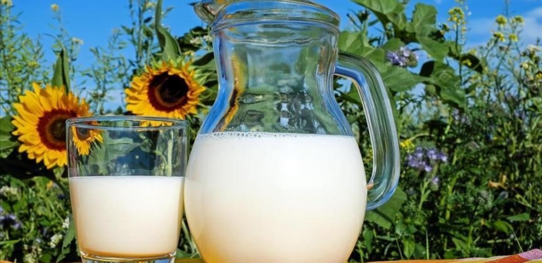 Toplanan inek sütü miktarı azaldı