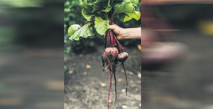 Toprağın kırmızı yıldızı