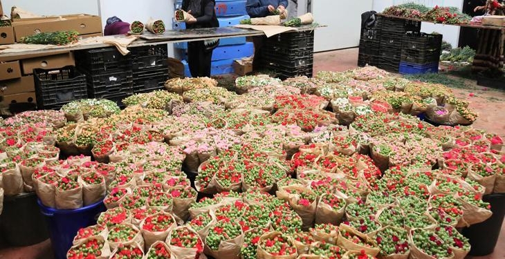 Türk çiçeğinde 160 milyon dolarlık ihracat rekoru