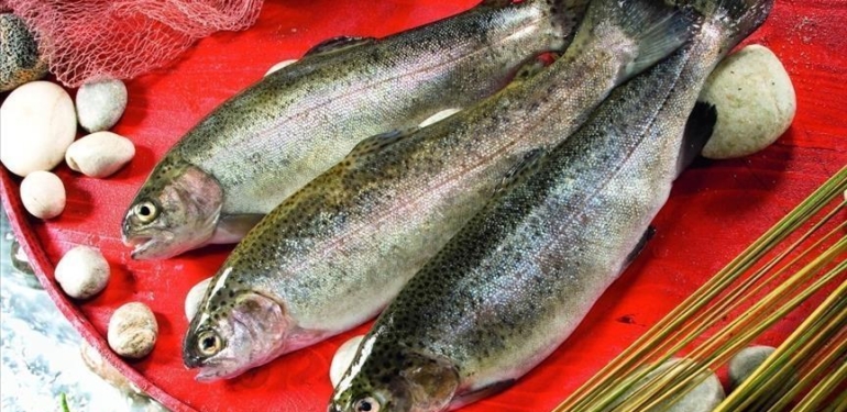 Türk somonu ihracatı yıla yükselişle başladı