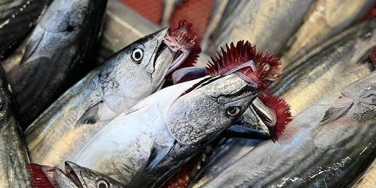 Türkiye’de 2024’te coşan palamut miktarı düştü