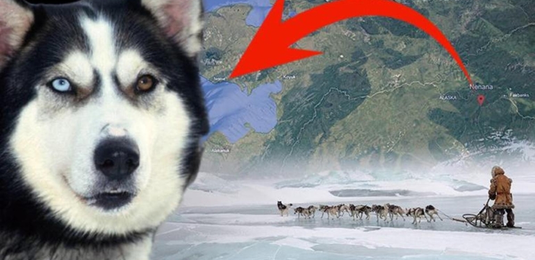 Yüzlerce insanı bir köpek kurtardı! Eksi 30 derecede bin kilometrelik ölüm koşusu